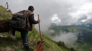 Ion CIOBANU cu oile în vârf de munte, printre NORI | Câinii se joacă în ZĂPADĂ | Turma lui Ștefan C.