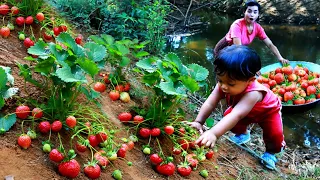 Wild Women - baby boy find pick Strawberry​ with mother by river - cooking food for dog