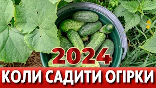 КРАЩІ ДАТИ за місячним календарем у квітні, травні 2024. Саджаємо огірки у відкритий грунт!