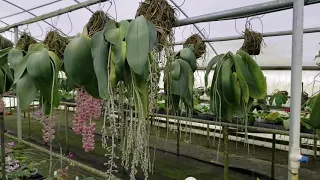 HUGE!!  Phalaenopsis gigantea tour at Krull Smith greenhouse