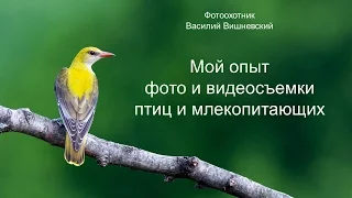 Мой опыт видео- и фотоохоты