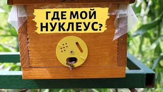 Що робити із нуклеусами після відбору маток?