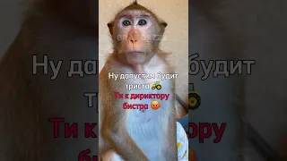 #обезьяна #бибизяны #monkey #прикол #пон #лютипон #майнкрафт #мем