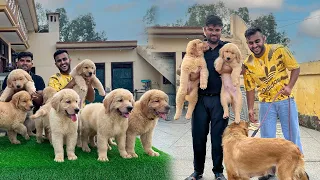 Best Golden Retriever Puppies in India 😱