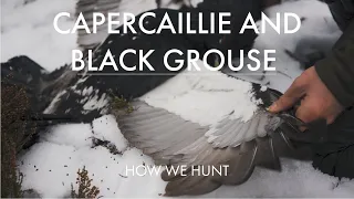 CAPERCAILLIE AND BLACK GROUSE HUNTING (TOPPJAKT 2020) - HOW WE HUNT