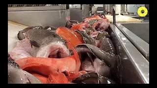 Big Fish Catching In The Deep Sea | Automatic Modern Fish Processing Line | Millions Fish Every Trip