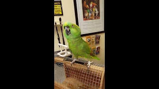 Parrot laughs and coughs like a maniacal woman