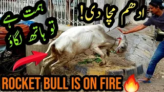 Out of Control Bull Ne Pagal Kar Diya! UNLOADING Ke Bad UDHAM Machadi! Bakra Eid Special Qurbani Cow