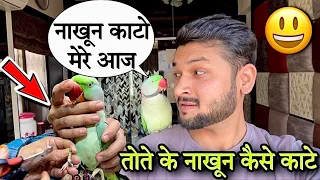 तोते के नाखून कैसे काटे | बोलने वाले तोते के आज नाखून काटे 🫣 | #bolnewalatota #talkingparrot #pets