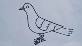 How to draw a Pigeon bird//easy drawing step by step// simple bird drawing