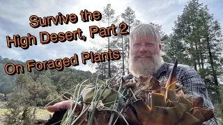 Surviving the High Desert on Foraged Plants, Part 2 (My Survival Feast)