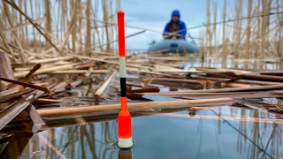 Этот КАМЫШ🌾🌾🌾 КИШИТ КАРАСЁМ🐟🐟🐟!!!