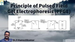 Principle of Pulsed Field Gel Electrophoresis PFGE