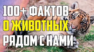 100+ ФАКТОВ О ЖИВОТНЫХ, КОТОРЫЕ ЖИВУТ РЯДОМ С НАМИ