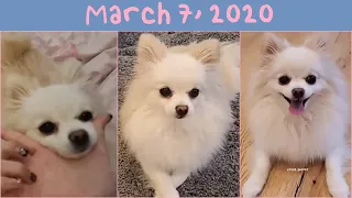 [03/07/2020] 1 hour of Temmie