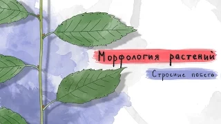 3. Строение побега. Морфология растений  - 5 - 6 класс