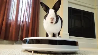 Rabbit reviews robot vacuum!