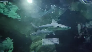 Loro Parque Tenerife - Aquarium 3 - The Net Rife