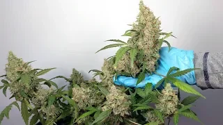 QUICK FLOWERING AUTOFLOWER HARVEST. SEED TO HARVEST IN 9 WEEKS