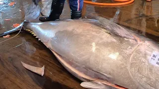 458kg Giant Bluefin Tuna with Perfect Cutting Skills