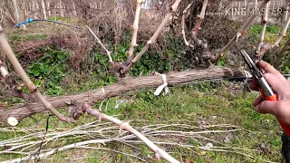 How to prune a grape (vine) in a simple way. 24/02/2020 farming, sustainable agriculture