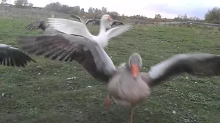 нападение гусей на человека