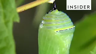 What Happens During Caterpillar Metamorphosis