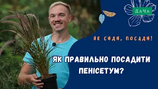 Як Правильно Посадити Пенісетум? Ідеальні Рослини для Ландшафтного Дизайну.