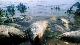 Гибель рыбы в Атырау – экологическая катастрофа