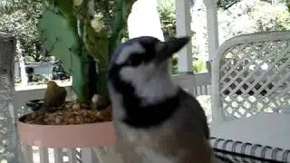 Our friendly neighborhood blue jay