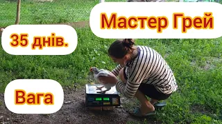 Втомилася працювати в теплиці//Курчата Мастер грей . Вага у 35 днів.