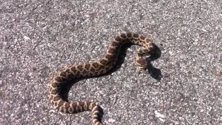 Hello Little Baby Rattlesnake