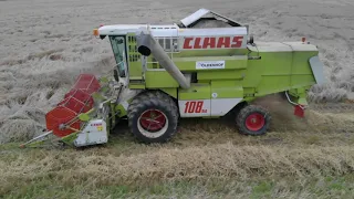 Oldenhof graan aan het dorsen || claas dominator 108 || harvesting grain in the netherlands