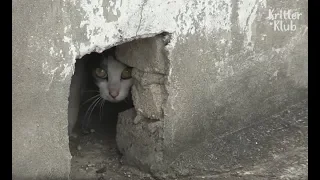 Cat Hiding In A Roof Has A Secret.. | Kritter Klub