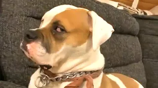 You will have TEARS IN YOUR EYES FROM LAUGHING with these Funniest Dogs 😂