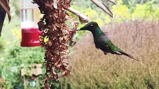 colibrí pico espada tomando agua.