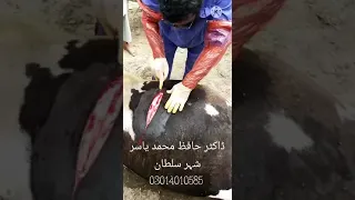 C-section in cow