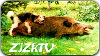 Приколы с животными №105. Fun with animals #105