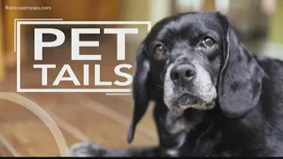 Pet Tails: Chopper is a super friendly 12-year-old dog