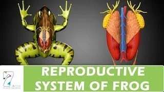 Reproductive System of Frog