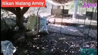 ITIKAN WALANG AMOY ETO ANG SIKRETO NG MAY ARI NG FARM