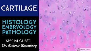 Normal Cartilage Histology & Embryology with Dr. Andrew Rosenberg