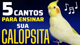 5 MELODIAS para INSTRUIR sua CALOPSITA: Treine seu PET e Desfrute de seus novos CANTOS