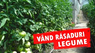 Vand rasaduri legume : Rasad rosii ardei castraveti vinete salata 2024