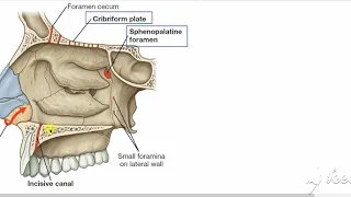 Nasal cavity gateways