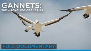 Gannets: The Wrong Side of the Run (Full Documentary) | Earth Touch TV