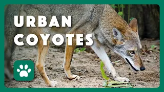 Managing Urban Coyotes