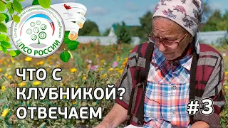 #3 🍓 ЧТО С КЛУБНИКОЙ??? ГЕНЕТИЧЕСКИЙ ХЛОРОЗ НА КЛУБНИКЕ.