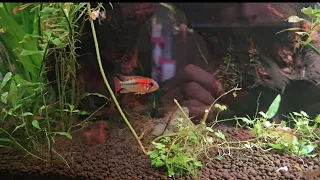 Apistogramma Macmasteri. This fish is amazing.