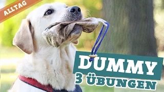 Dummytraining Hund | 3 Übungen Hundebeschäftigung | Dummy apportieren Labrador Hundekanal
